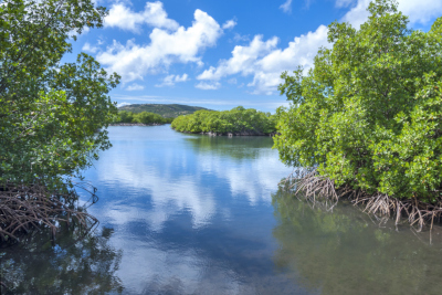 Mangrove islands in calm shallow Caribbean lagoon of Isla Culebra on beautiful sunny day