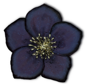 Illustration of a pressed black hellebore flower
