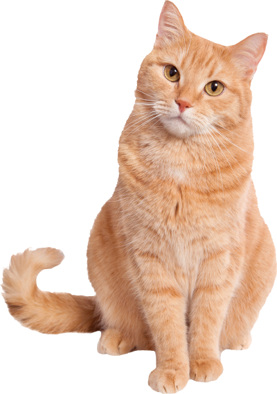 Orange tabby cat with a tail swishing back and forth. It is looking straight at the camera. 