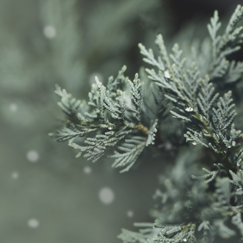 Closeup of a coniferous Juniper tree on the right with flakes of snow or magic floating to in from the left