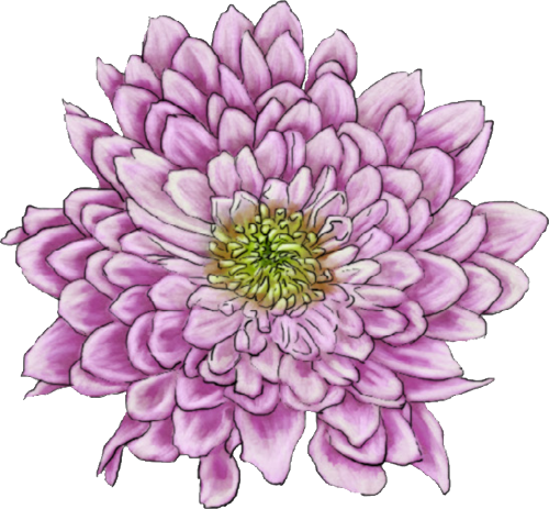 Picture of a white and purple Chrysanthemum bloom.