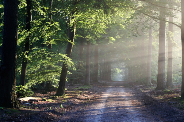 Well worn dirt road on an incline up into a forest with the rays from the sun shining from the right