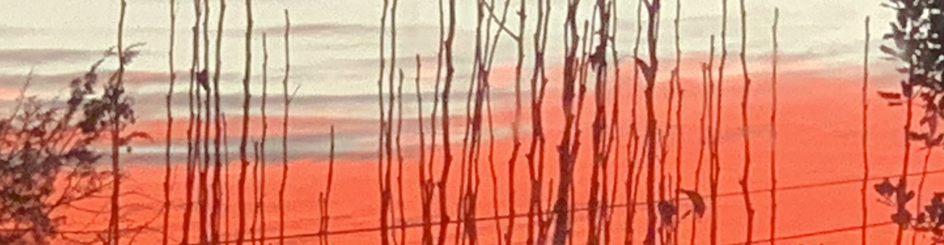 The picture shows a red sky at dawn below a layer of white clouds in the background with tree branches shooting straight up ready for winter crossed by power lines running horizontal in the front.